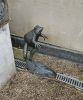 PICTURES/New Lanark Mill/t_Roof Garden Statue Frog4.jpg
